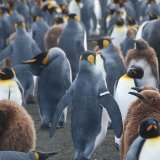 Les défenseurs de l'environnement pointent la surpêche à l'origine de l'hécatombe de manchots en Uruguay (archives).